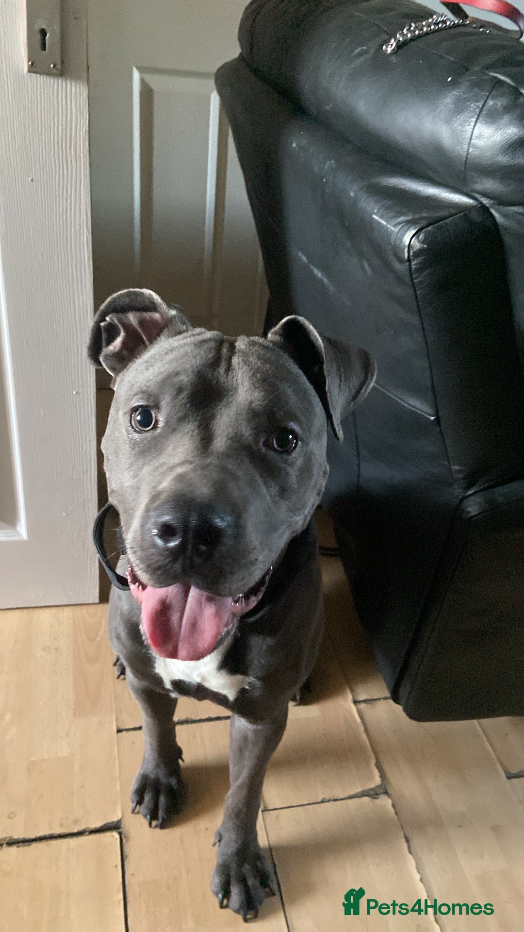 Cane Corso dogs for sale: Blue  - Image 1