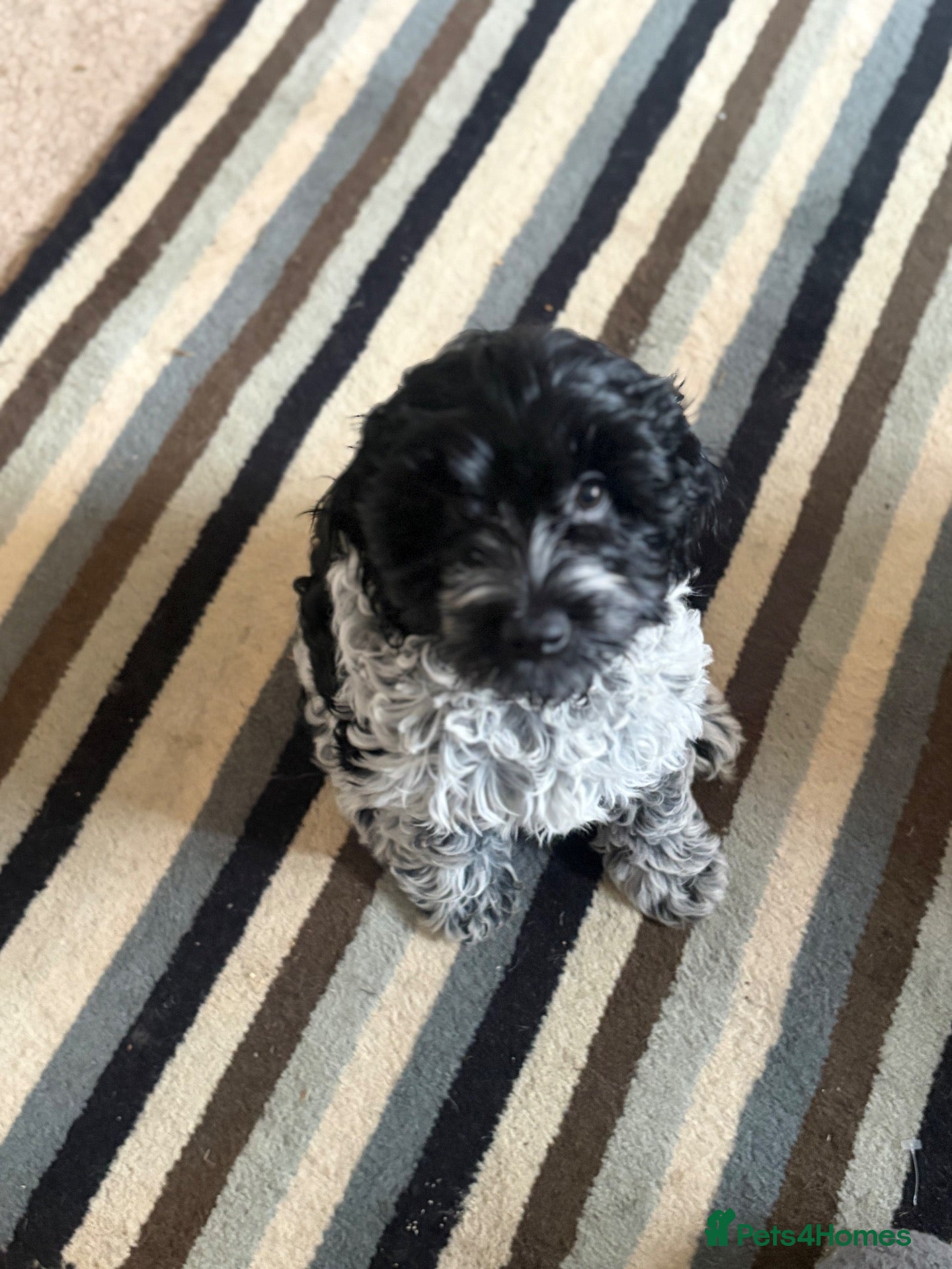Cockapoo dogs 🐾 Last Beautiful Cockapoo Girl 🐾 - Advert 1