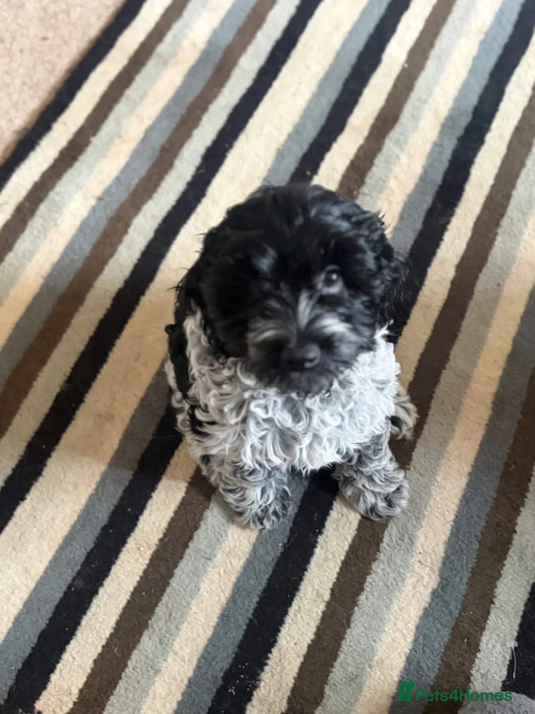 Cockapoo dogs for sale: 🐾 Last Beautiful Cockapoo Girl 🐾 - Advert 1