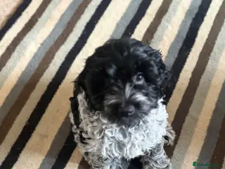Cockapoo dogs 🐾 Last Beautiful Cockapoo Girl 🐾 - Advert 1