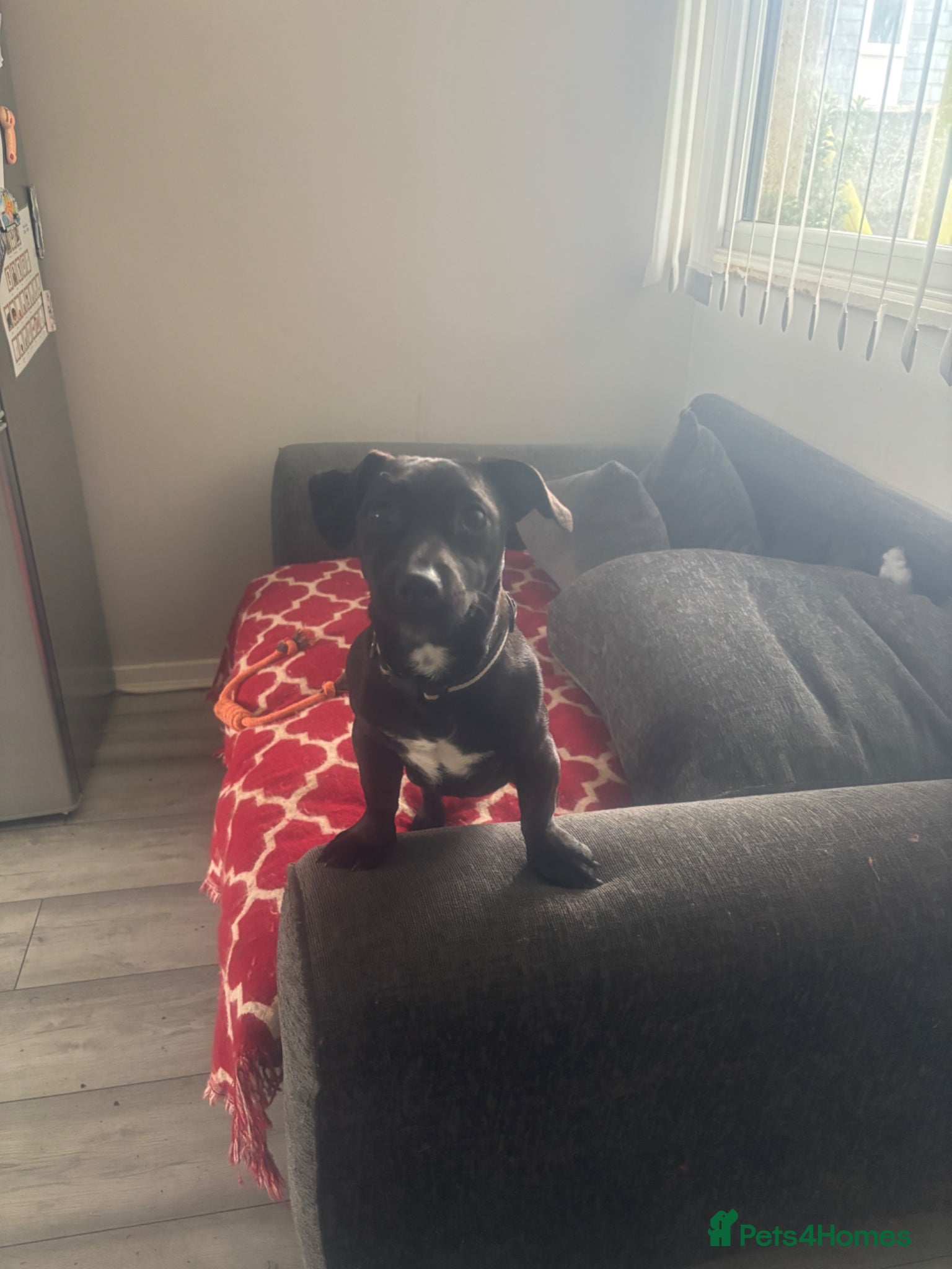 Mixed Breed dogs Rehome - Advert 1