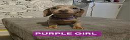 Miniature Dachshund dogs for sale: (LAST 2 PRICE REDUCED £900!) KC Reg Mini Dachshund - Advert 16