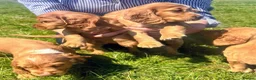 Cocker Spaniel dogs for sale: Terrific Cocker spaniels  - Advert 22