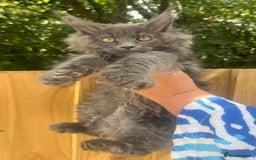 Maine Coon cats for sale: STUNNING MAINE COON SMOKE (tica activereg ) - Image 11