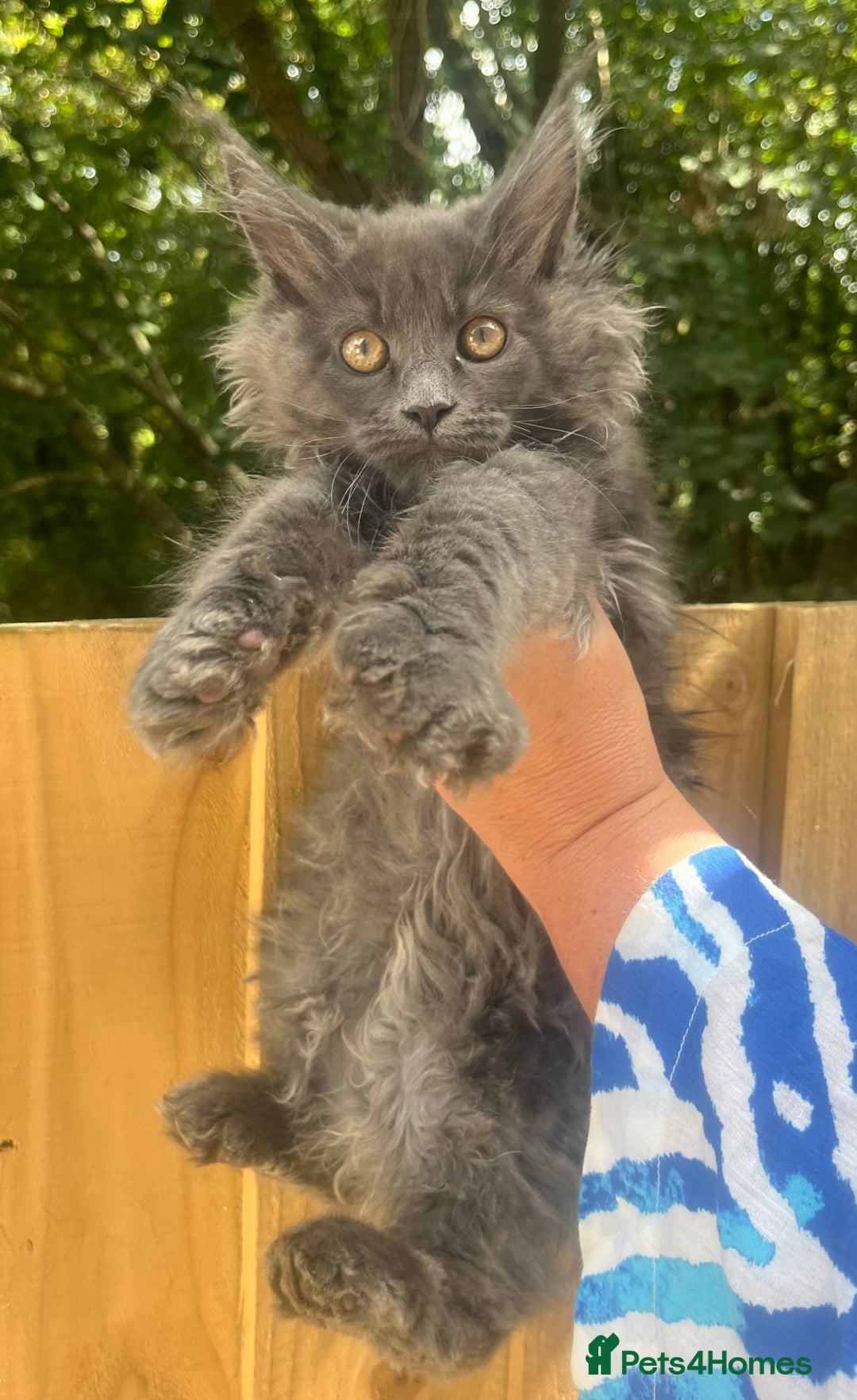 Maine Coon cats for sale: STUNNING MAINE COON SMOKE (tica activereg ) - Image 11
