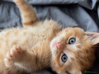 Domestic Shorthair cats 6 kittens - ready to move to new loving families - Advert 1