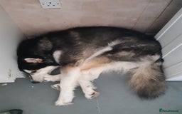 Alaskan Malamute dogs for stud: For stud alaskan malamute  - Image 5
