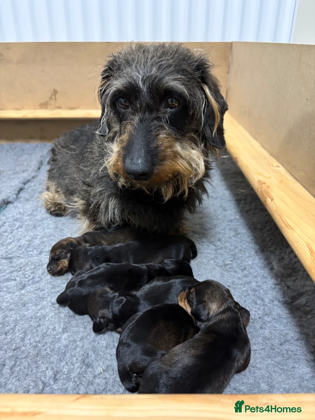 Miniature Dachshund dogs for sale: Miniature wirehaired dachshund pups in Winsford - Advert 1