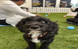 Irish Doodle dogs for sale: Toy Irish Doodle Puppies,1st vac and ready to go!  - Image 29