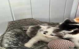 British Longhair cats for sale: Ragdoll x British long haired (calico) kittens - Image 13