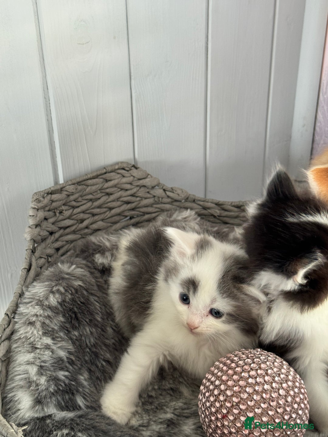 British Longhair cats for sale: Ragdoll x British long haired (calico) kittens - Image 13