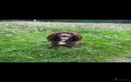Cocker Spaniel dogs for sale: English cocker spaniel puppies - Image 10