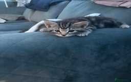 Mixed Breed cats for sale: Mixed breed  - Image 16