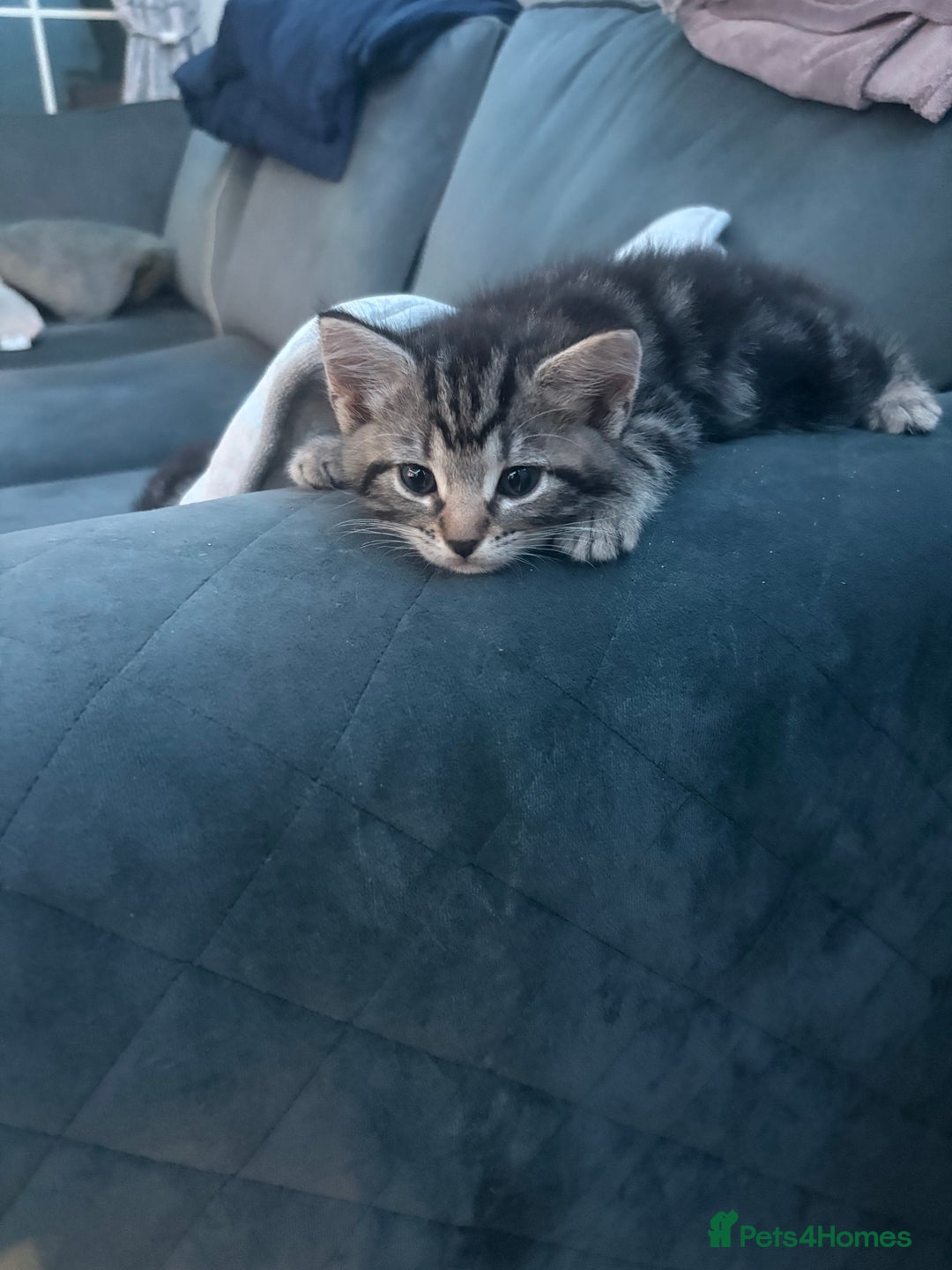 Mixed Breed cats for sale: Mixed breed  - Image 16