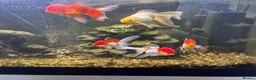 Fancy Goldfish fish for sale: Orandas and fancy goldfish  in Ferryhill - Advert 2