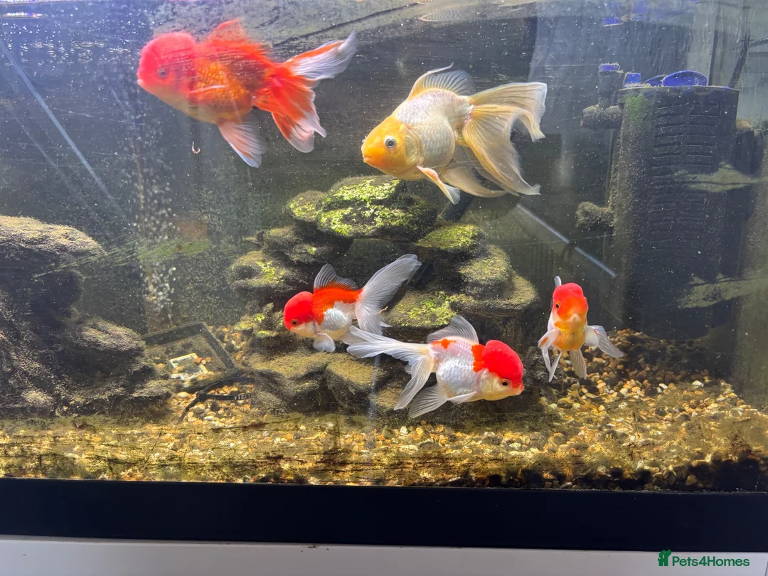 Fancy Goldfish fish for sale: Orandas and fancy goldfish  in Ferryhill - Advert 2