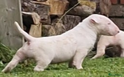 English Bull Terrier dogs for sale: English Bull Terrier Puppies - Image 7