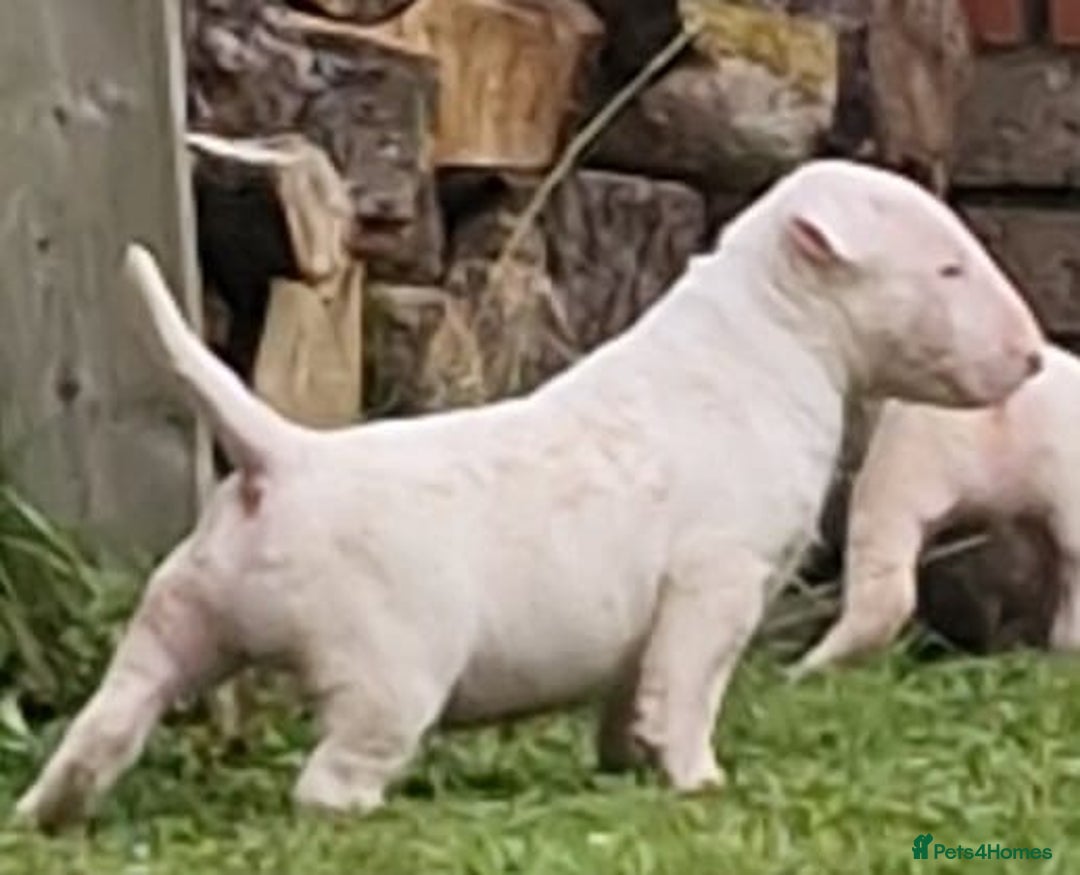 English Bull Terrier dogs for sale: English Bull Terrier Puppies - Image 7