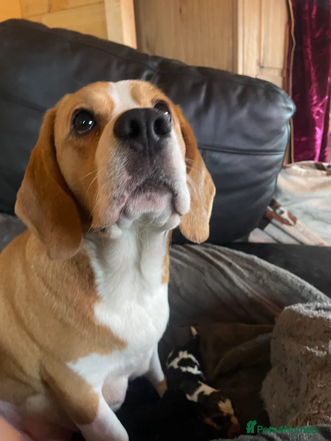 Beagle dogs for sale: TOP KC REG PUOS READY APRIL 5⭐️ lic  - Advert 8