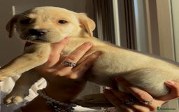 Labrador Retriever dogs for sale: Adorable Labradors ready for there forever  home  - Image 1