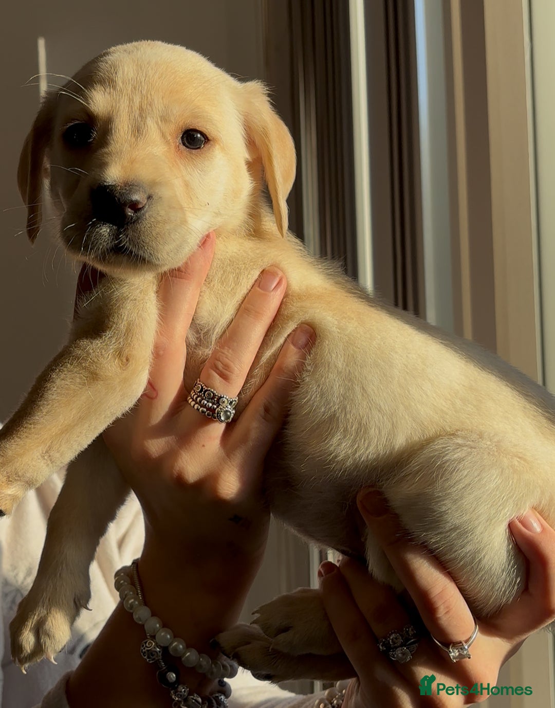 Labrador Retriever dogs for sale: Adorable Labradors ready for there forever  home  - Image 1