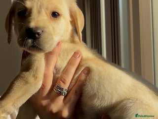 Labrador Retriever dogs - Advert 12