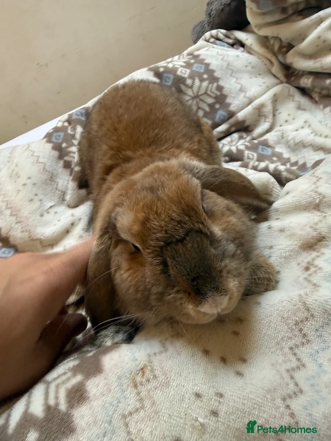 Mixed Breed rabbits for sale: Mixed bunny 7 months old very gentle in Grays - Advert 5