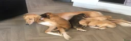 Saluki dogs for sale: Beautiful Saluki puppies Now Available - Advert 7