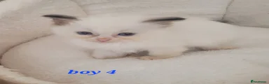 Ragdoll 4