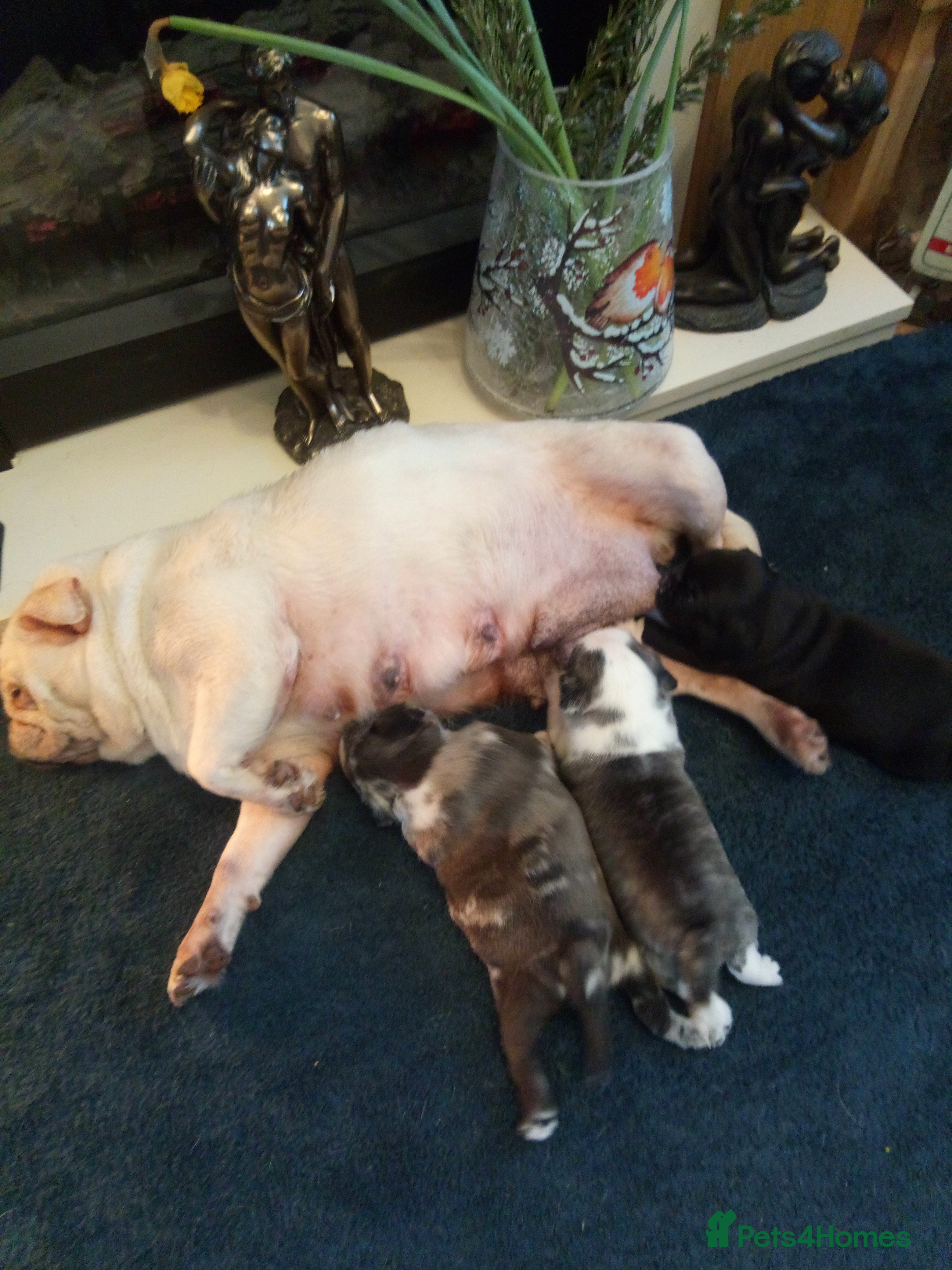 Pug dogs Pug puppies  - Advert 2