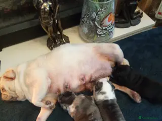 Pug dogs Pug puppies - Advert 1