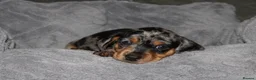 Dachshund dogs for sale: Two Dachshund boy puppies  - Advert 5