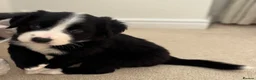 Mixed Breed dogs for sale: Outstanding Bordernese puppies ready this weekend - Advert 5