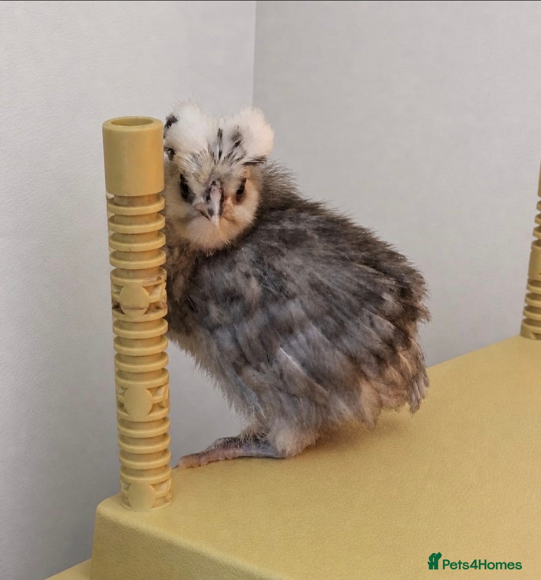 Chickens poultry for sale: Orpingtons, salmon fav, olive eggers, bourbon red  - Advert 1