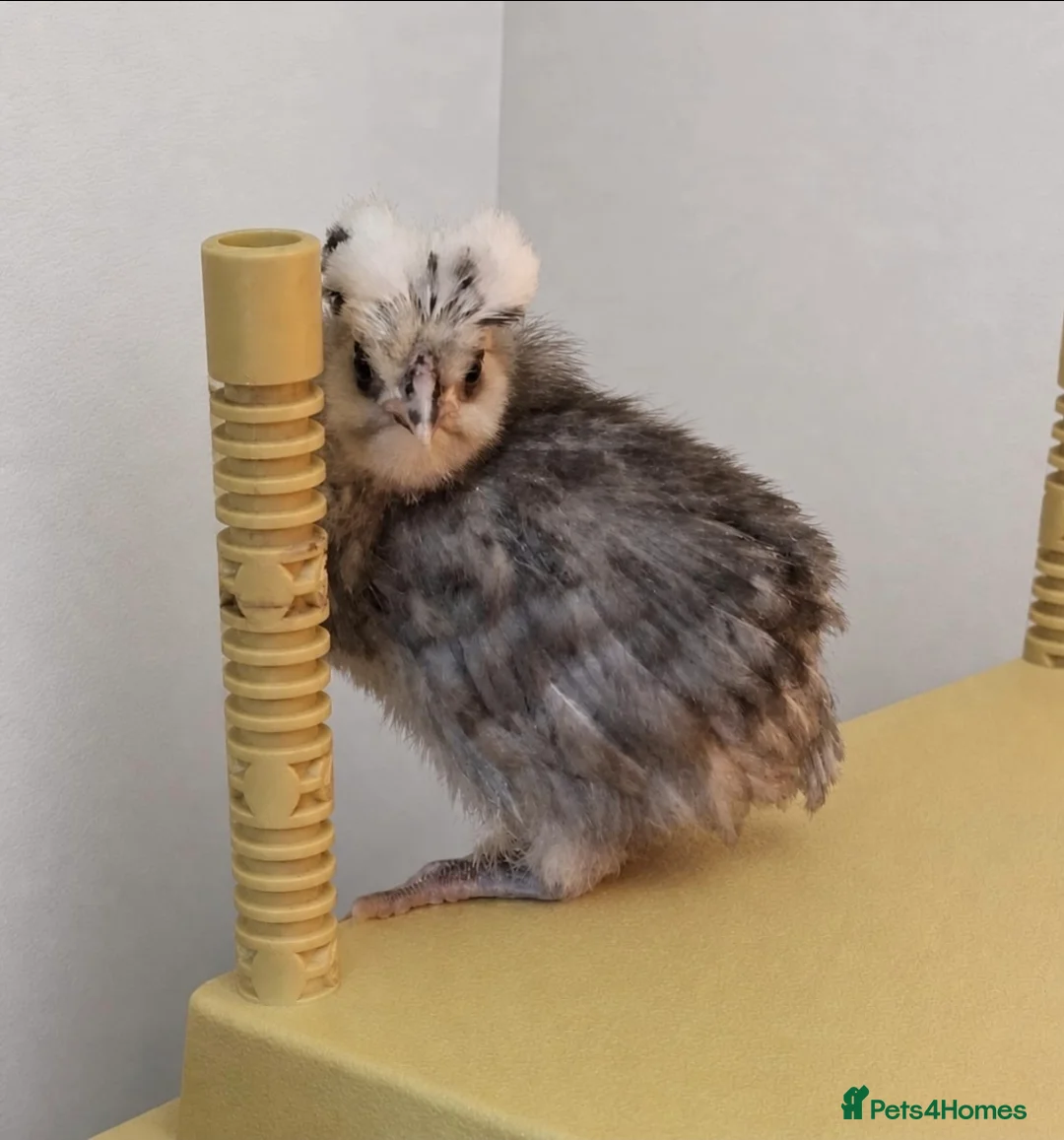 Chickens poultry for sale: Orpingtons, salmon fav, olive eggers, bourbon red  - Advert 1