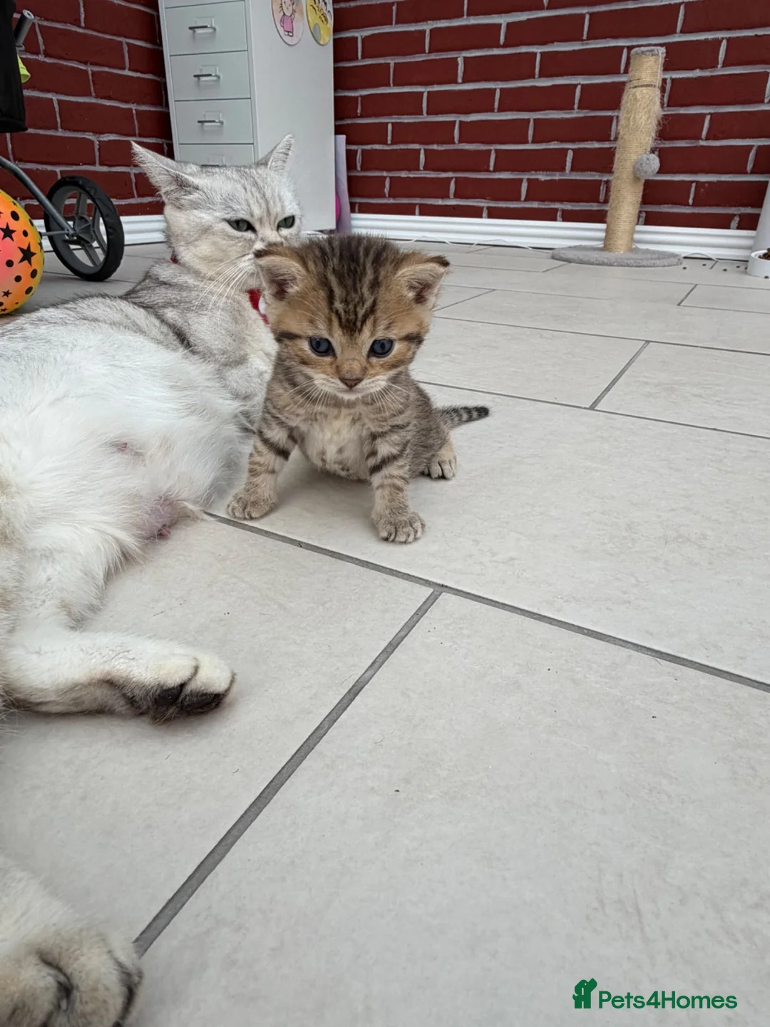 British Shorthair cats for sale:     🐾 Stunning British Shorthair Kittens  🐾  - Advert 35