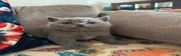British Shorthair cats for sale: British Shorthair Kittens  - Advert 8