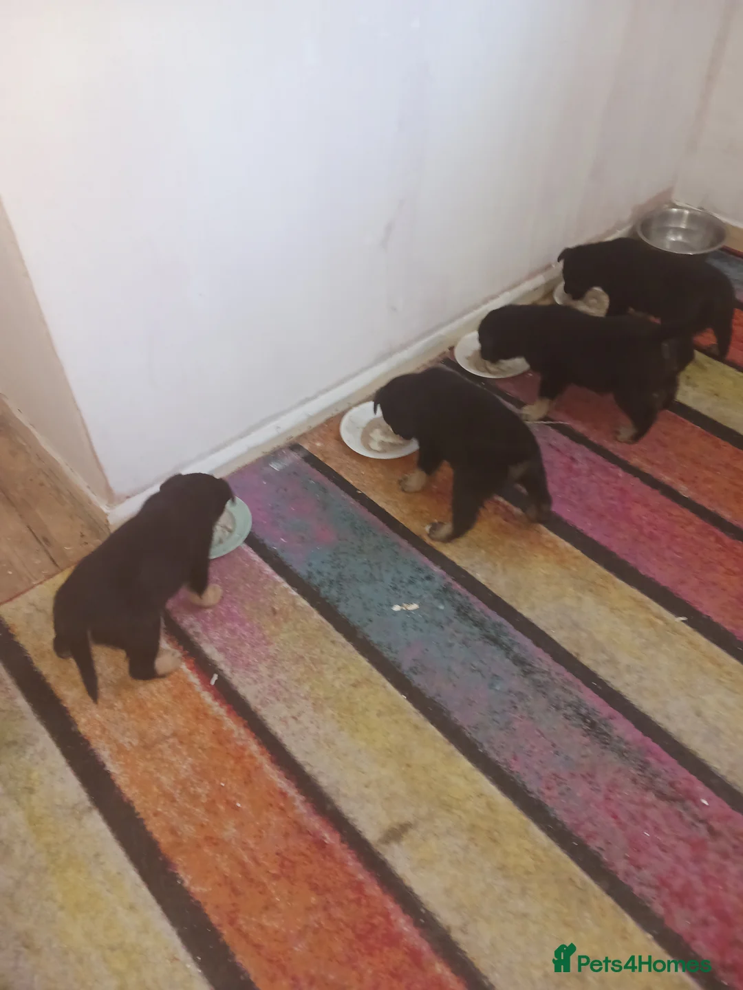 Mixed Breed dogs for sale: Rottsky puppies for sale  - Advert 2
