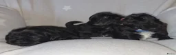 Shih Tzu dogs for sale: Beautiful Shih Tzu Puppies 5 girls 1 boy - Advert 28