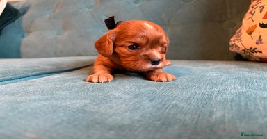 Cavalier King Charles Spaniel dogs - Advert 15