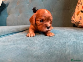 Cavalier King Charles Spaniel dogs - Advert 15