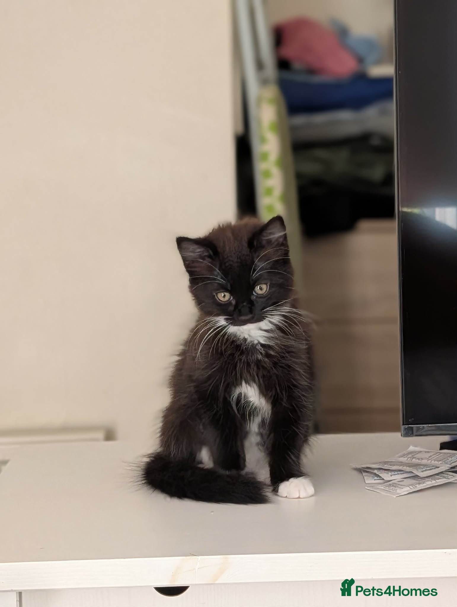 Mixed Breed cats Beautiful kitten looking for new home  - Advert 2