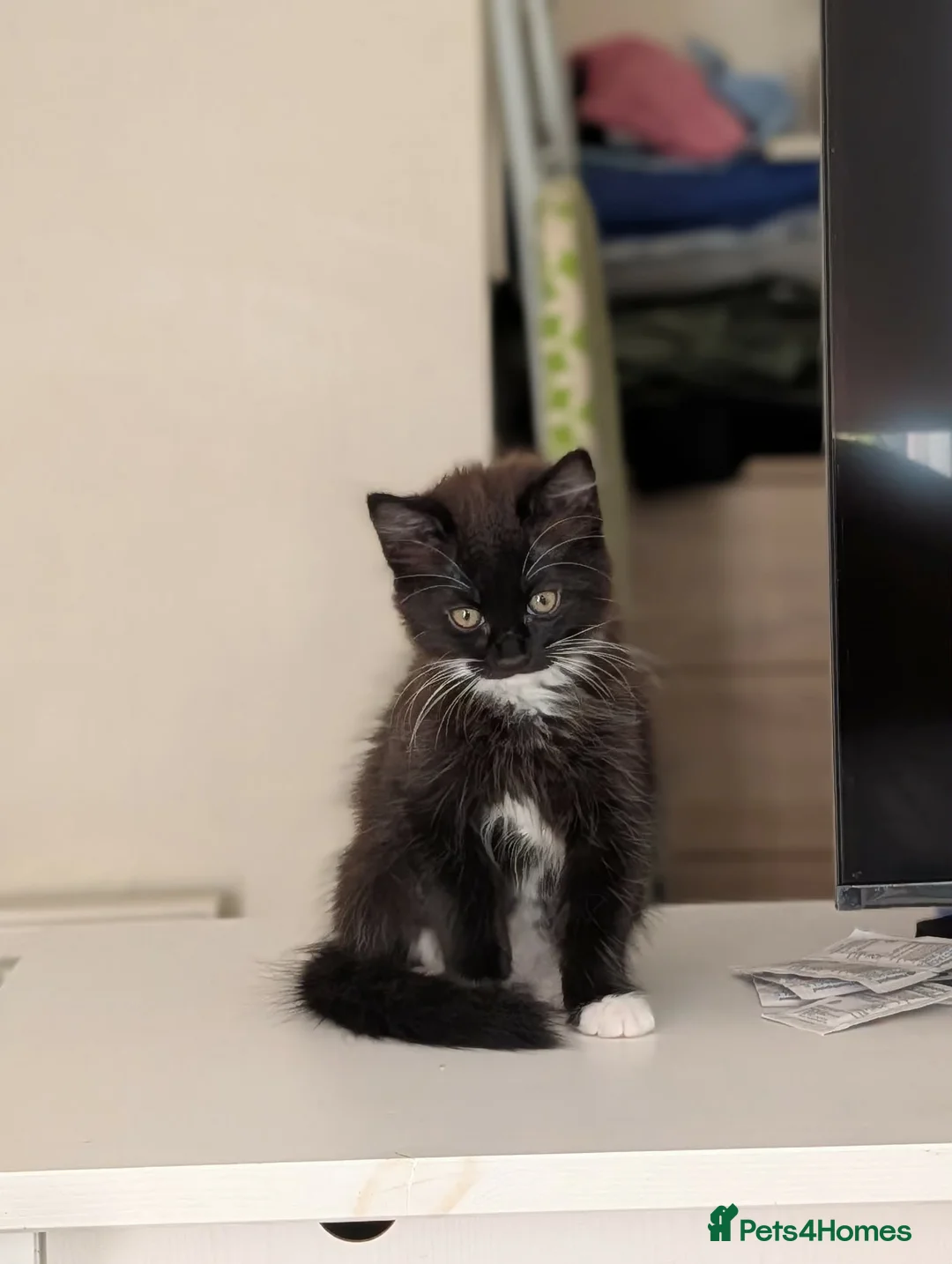 Mixed Breed cats for sale: Beautiful kitten looking for new home  in Leeds - Advert 2