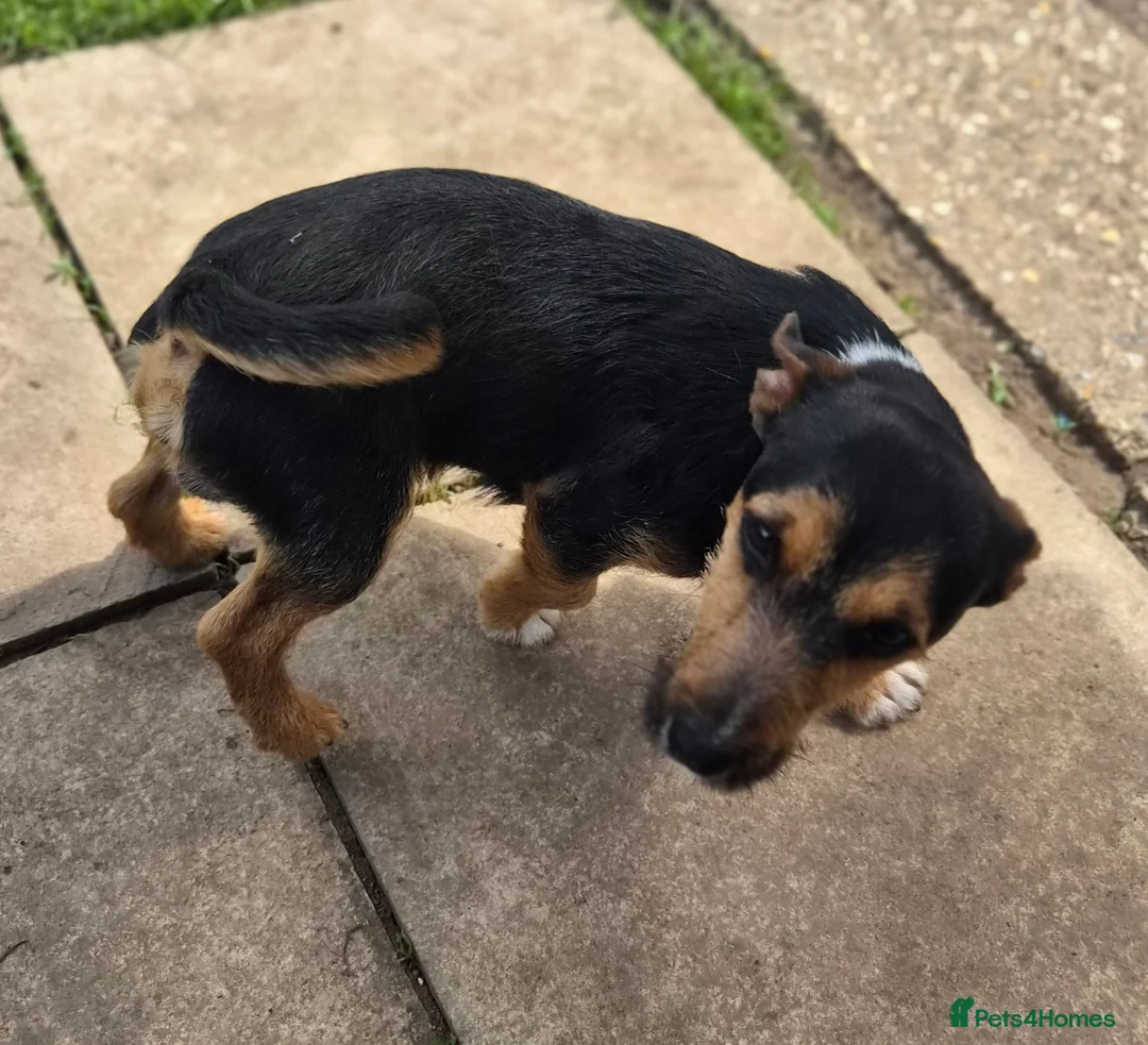 Jack Russell dogs for sale: Jack russel male dog for sale  in Uttoxeter - Advert 7
