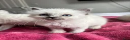 Ragdoll cats for sale: Blue point Ragdoll kittens  - Advert 18