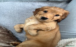 Cockapoo dogs for sale: Beautiful, Rare Cockapoo Puppies – Ready 17th Nov - Advert 22