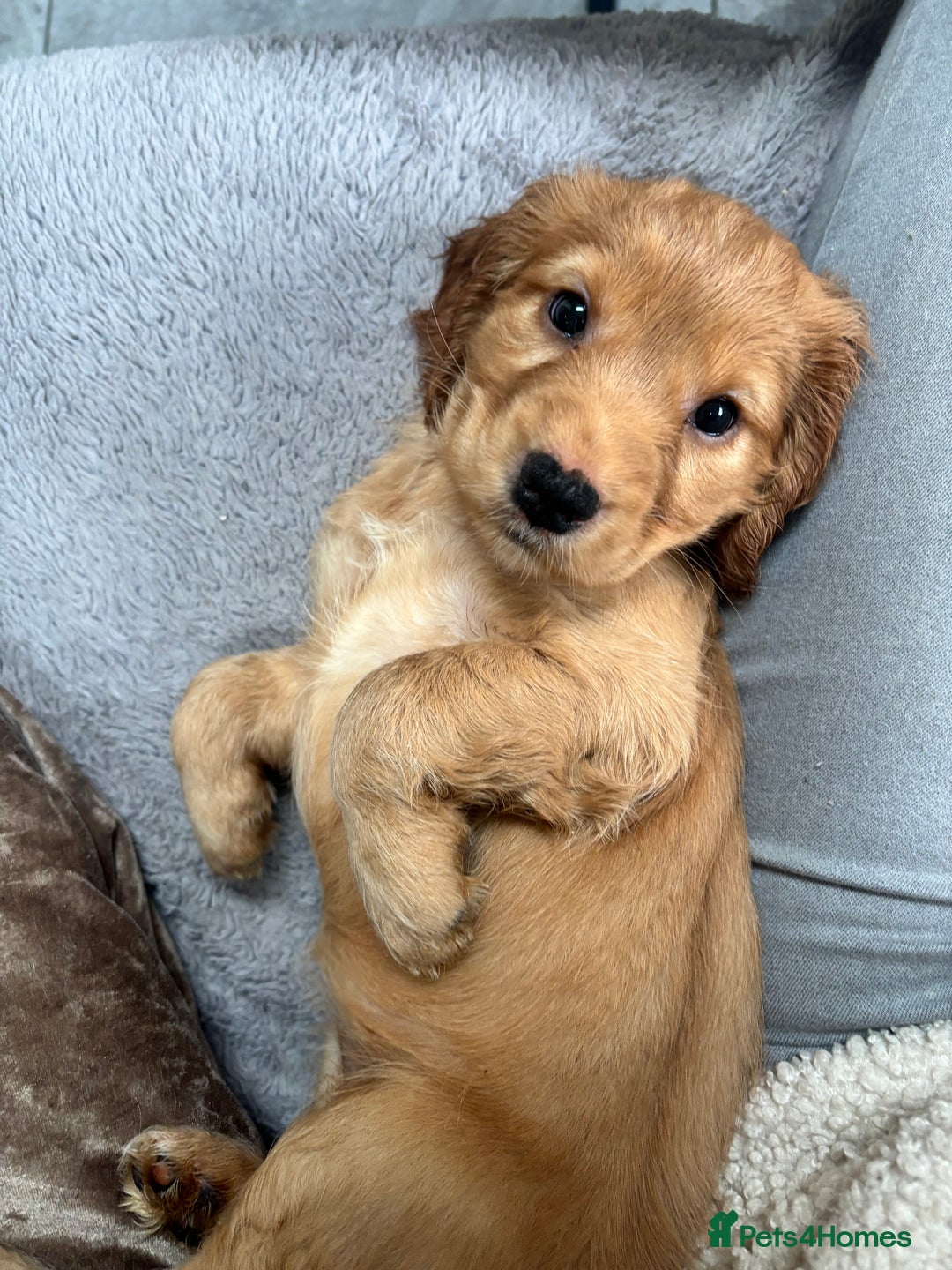 Cockapoo dogs for sale: Beautiful, Rare Cockapoo Puppies – Ready 17th Nov - Advert 22