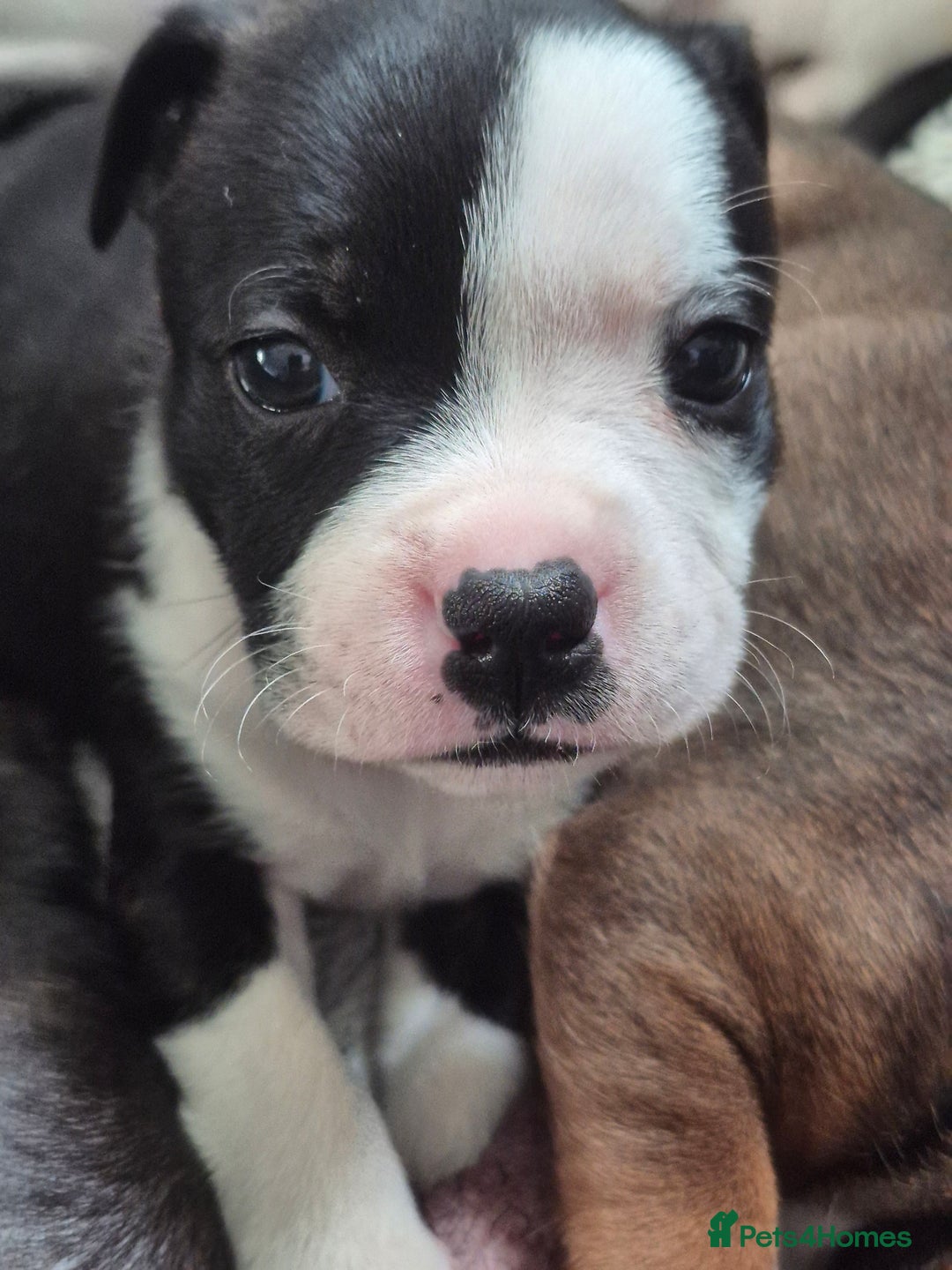 Staffordshire Bull Terrier dogs for sale: DNA HEALTH TESTED STAFFIE PUPPIES, BAER HEARING  - Advert 32