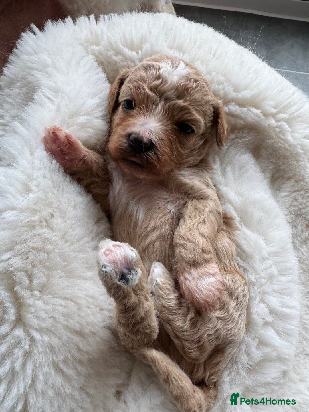 Maltipoo dogs for sale: TINY MALTIPOO PUPPIES - Advert 8