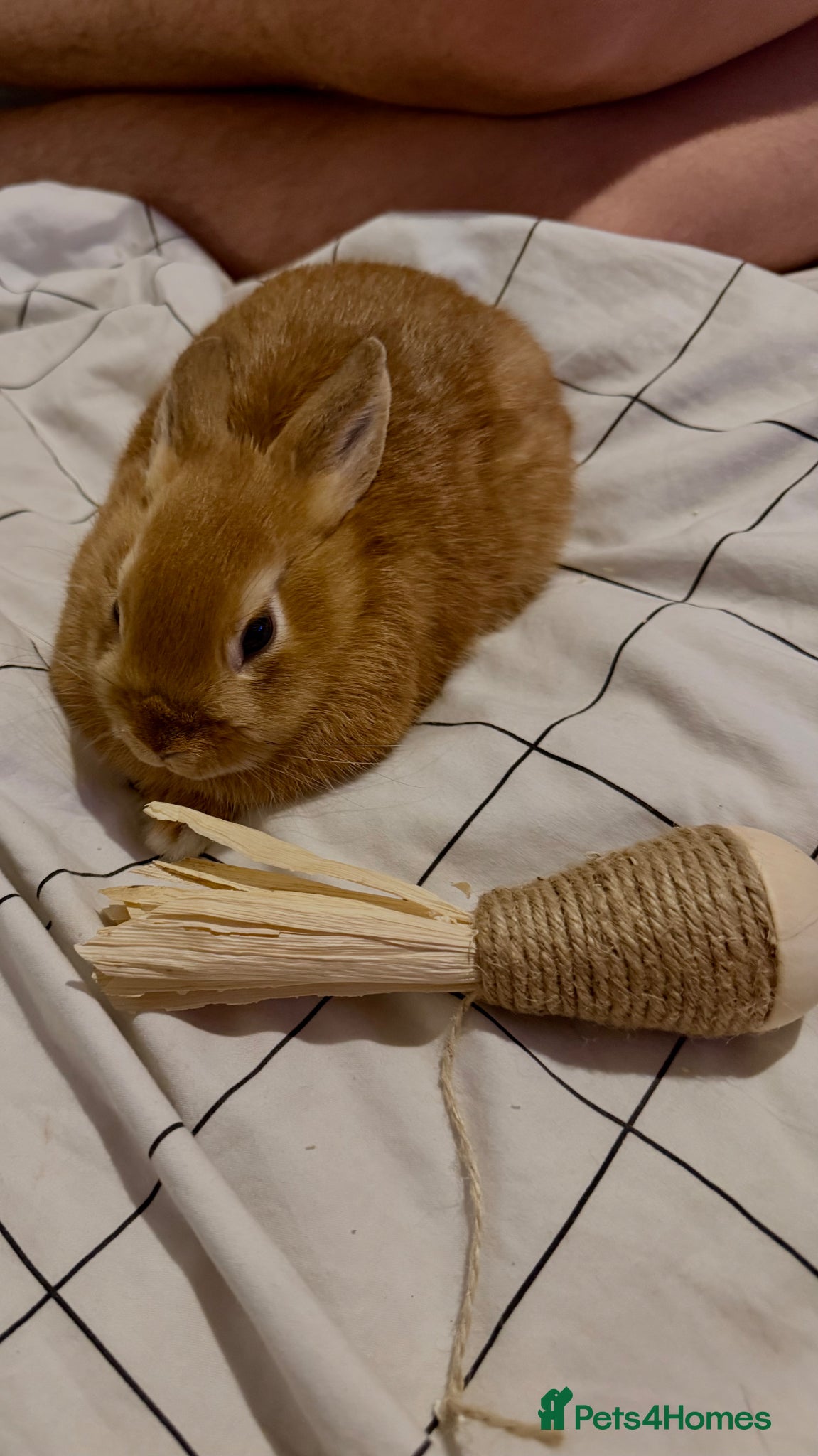 Mixed Breed rabbits Mixed Breed Female Rabbit ( 2 months old )  - Advert 17